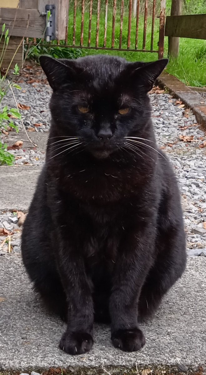StevenArtRI's tweet photo. @John_BHarvey @uclh Spartacus (one of four black cats we have) sends all good wishes to you.😻 https://t.co/f7xgEF913a