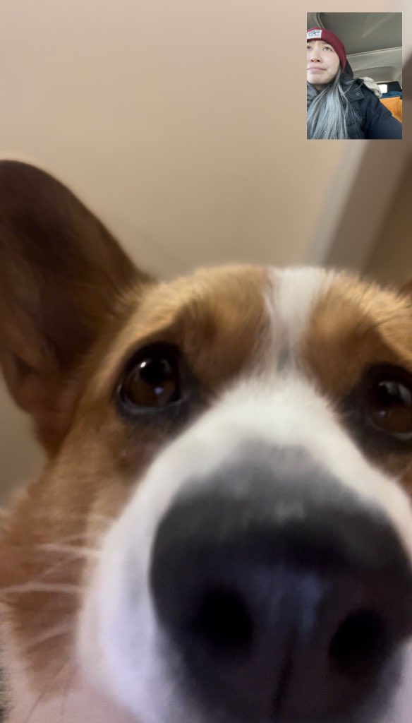 Kaia the Corgi tweet media