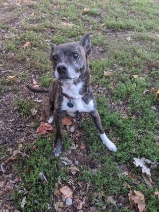 SAAPnation's tweet photo. Ginger is a 12-year-old Boston Terrier mix. She is spayed, chipped, utd on shots, and available.
If interested in adopting Ginger go to https://t.co/L5M27VFQ66 to apply. #strayanimaladoptionprogram #saap #rescue #nonprofit #volunteer #foster #donate #adoptdontshop #adoptGinger https://t.co/pQfxrmst4Z