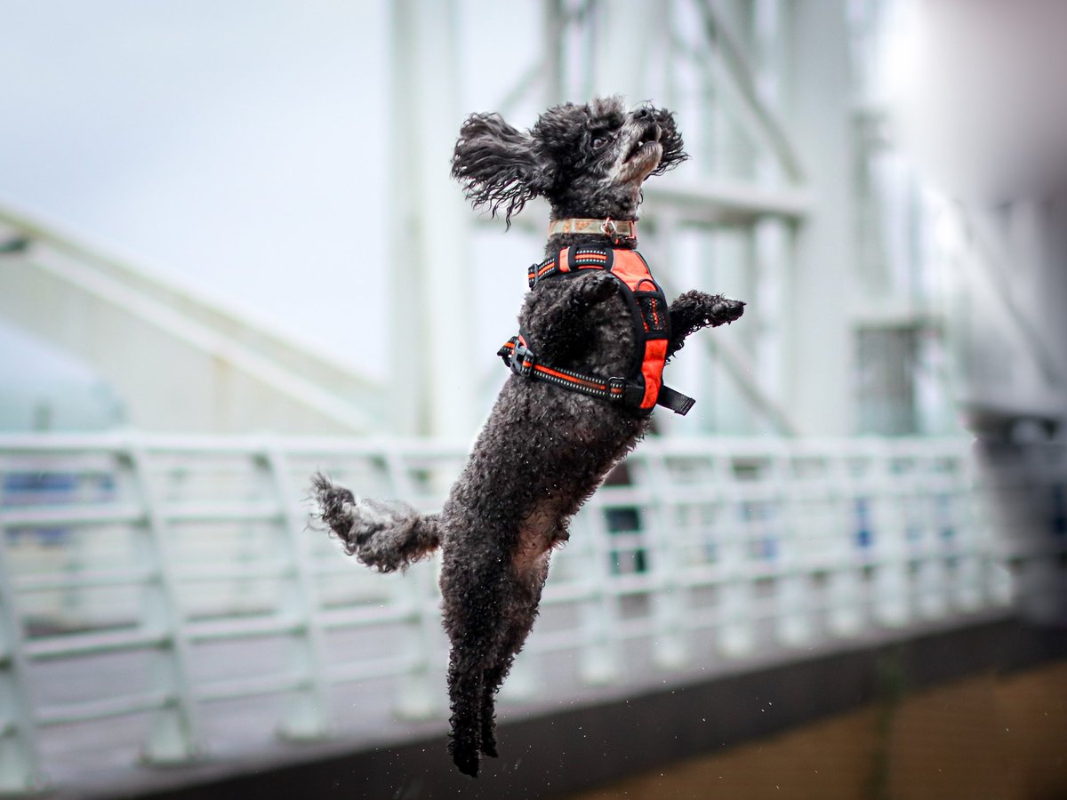 Marvels.Mutts tweet media