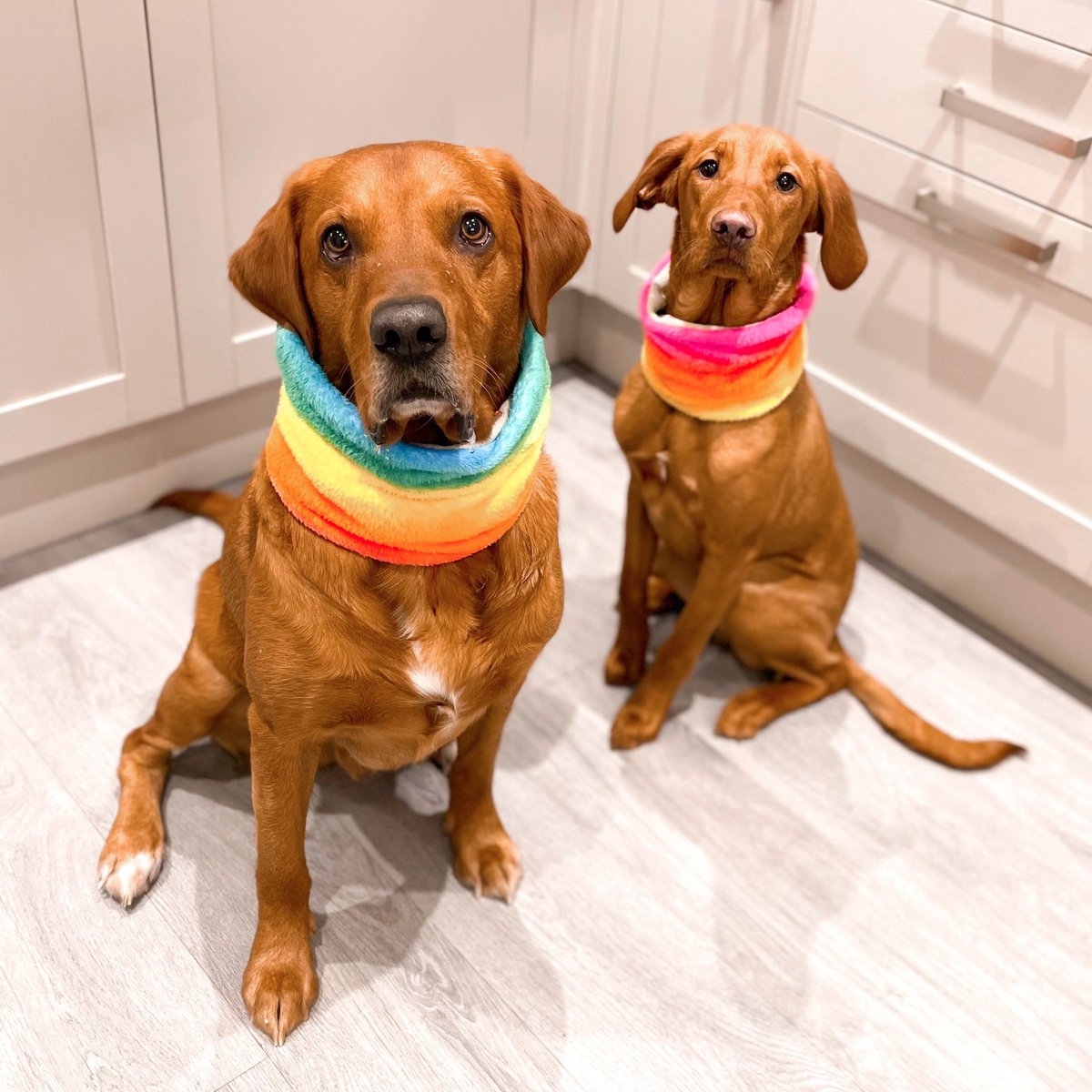 I can’t handle the cute 😩🥺😍

 #twitterdogcommunity #dogsofinstagram #foxredlab