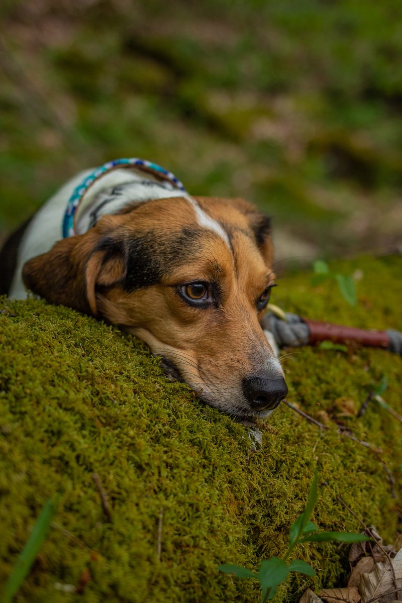 When you go to shit post on Instagram but then remember it’s not Twitter

#twitterdogcommunity #dogsoftwitter #beagle #dogs #dogsofinstagram