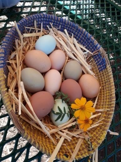 ECS campuses continue to develop and thrive as mini-food forests! Students got to harvest some campus produce in Environmental Science, learn what seasonal plants are good to eat and how to cook a nice Italian dish in our super-solar oven! 

Join us on a tour! #linkinbio