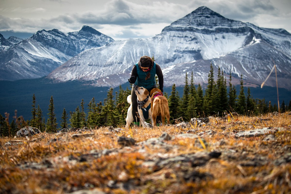 Archer & Lana the Labradorks tweet media