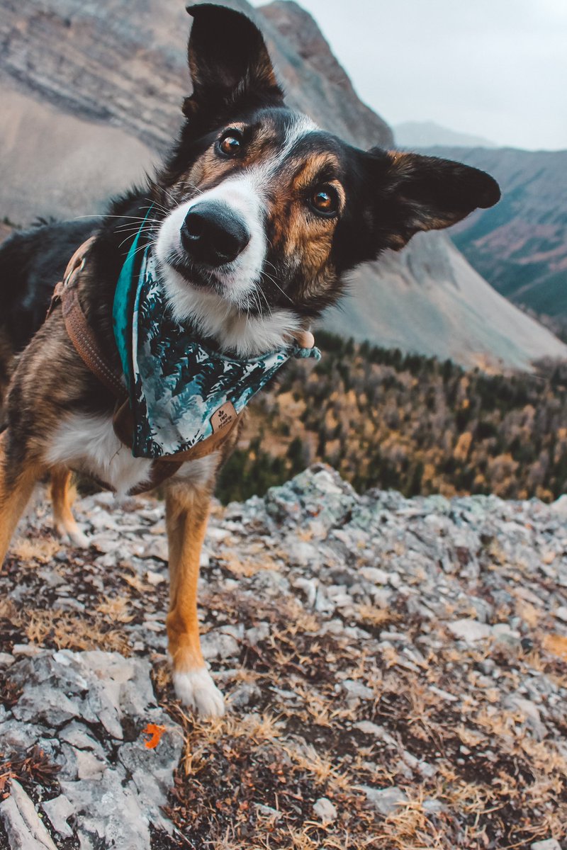 Chossy & Lacey tweet media