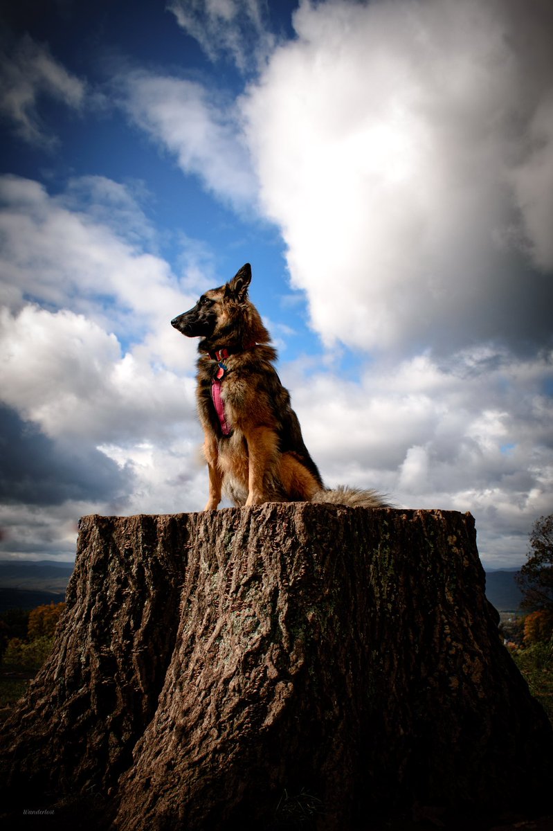 The Sibe + The Terv tweet media