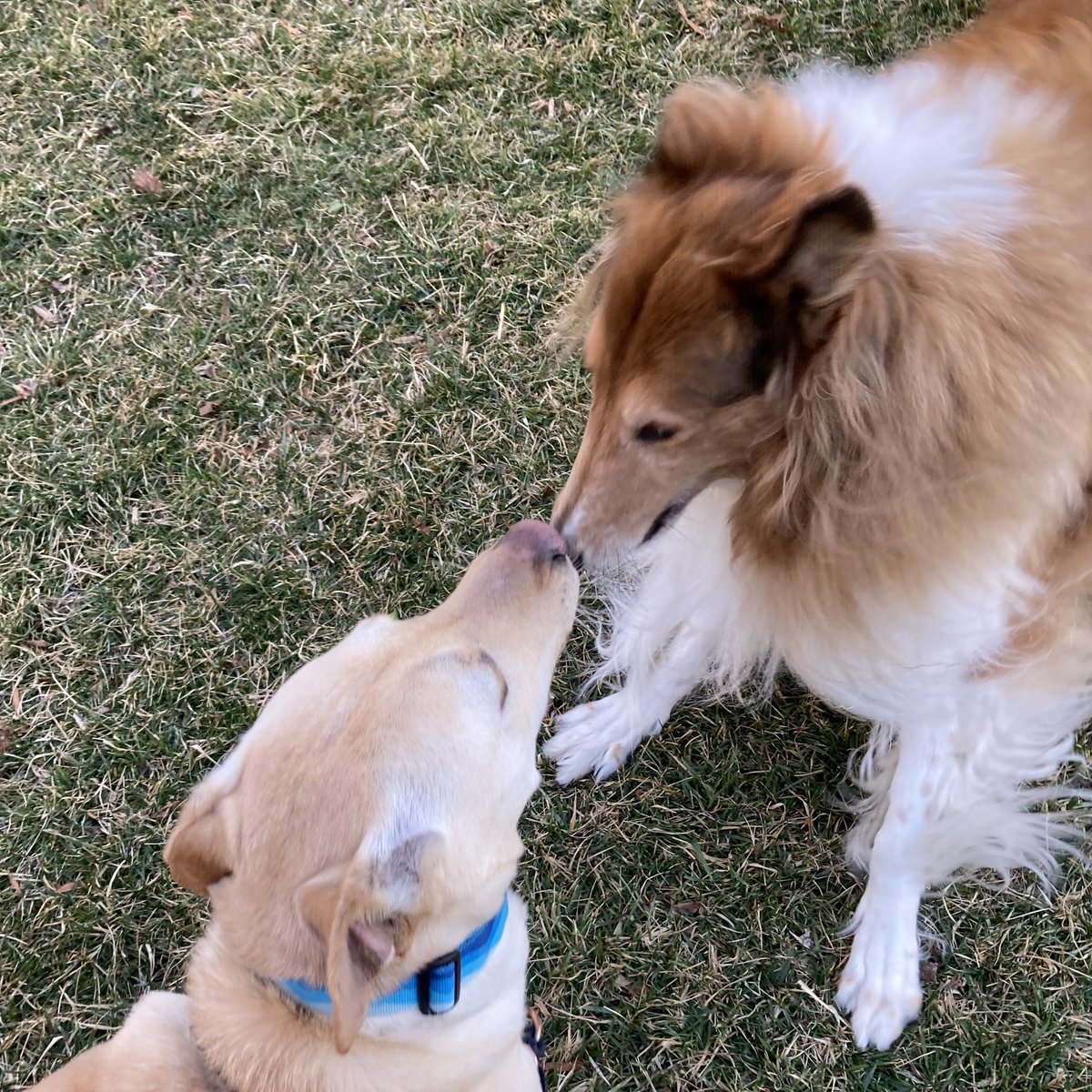 CollieCrusader's tweet photo. ๐ Canine kisses!
๐ ๐ ๐
#dogkisses #caninekisses #roughcollie #collie #colliekisses #dogplaydate https://t.co/nzrbSYiT0c