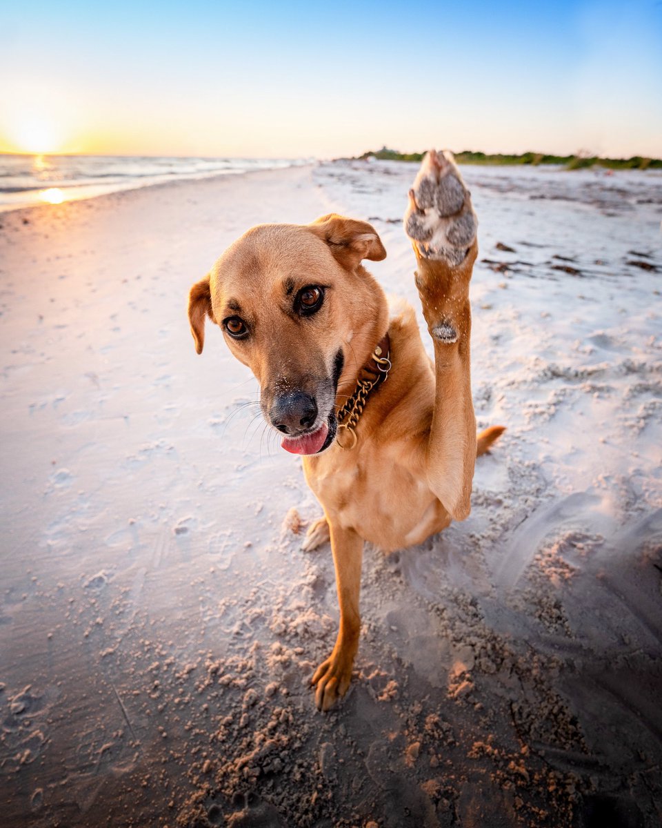 Meet Zooey. She likes apple pies, stealing my man, and passing gas that’ll burn your nose hairs. #DogsofTwittter #dogsofinstagram