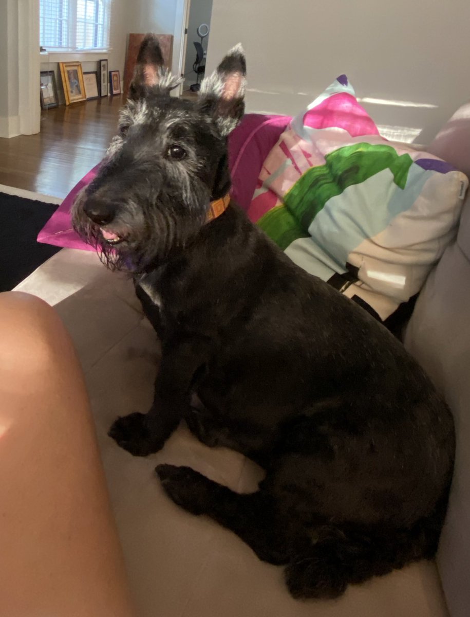 dovdoc's tweet photo. We had to say goodbye to sweet 13 y/o Fiona today. My mom was alive when we got her so this is especially hard https://t.co/QlwsCa5y4W