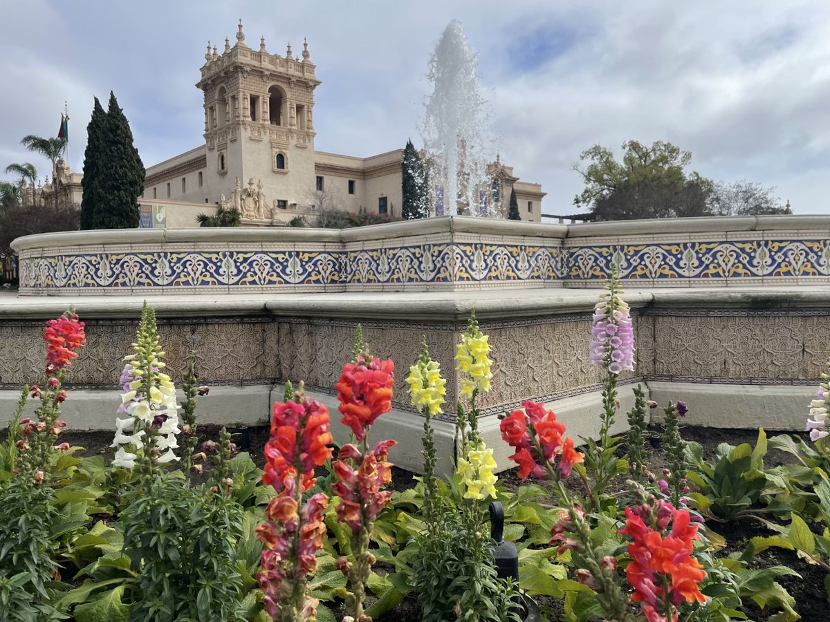 CityofSanDiego's tweet photo. Our Parks and Rec staff and volunteers kicked off 2022 with extensive replanting of flowers and plants around @BalboaPark! Head over to the park in the coming weeks to see the many spring flowers in bloom. π»πΊπΌ #SanDiegoSpring https://t.co/hvoIdYoZ3H
