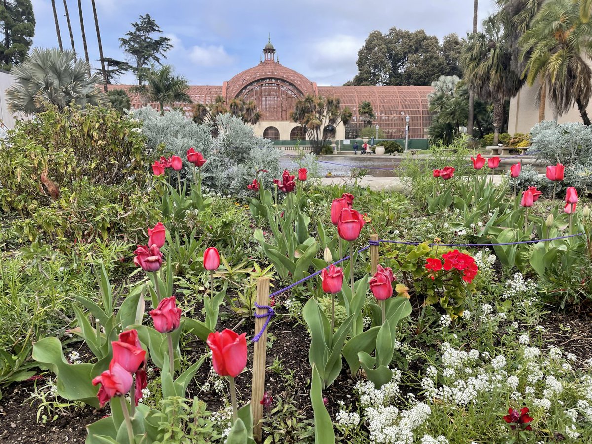 CityofSanDiego's tweet photo. Our Parks and Rec staff and volunteers kicked off 2022 with extensive replanting of flowers and plants around @BalboaPark! Head over to the park in the coming weeks to see the many spring flowers in bloom. π»πΊπΌ #SanDiegoSpring https://t.co/hvoIdYoZ3H