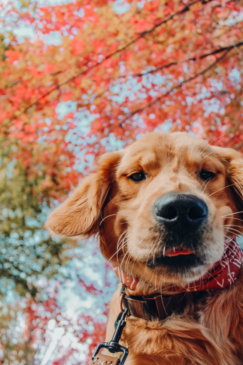 Trying to relearn Twitter like 
#dogsoftwitter #twitterdogcommunity