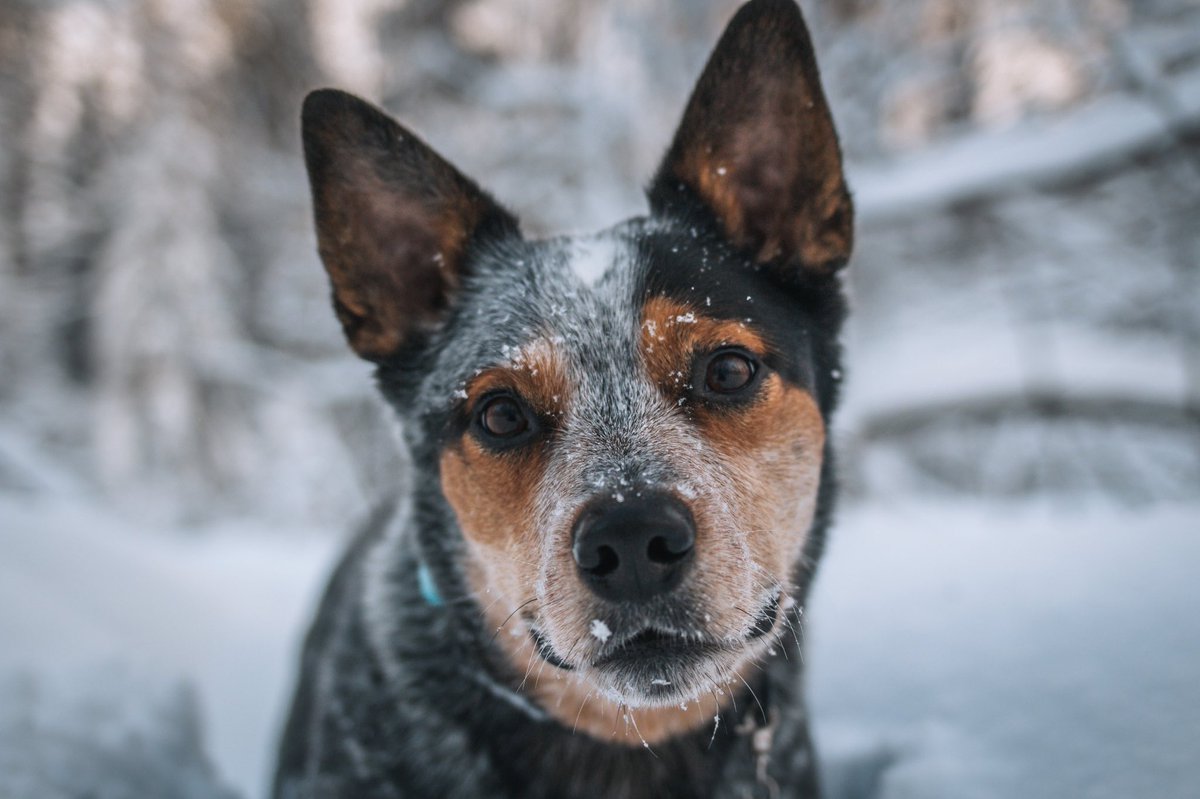 💙 #twitterdogcommunity #twitterdogs #DogsofTwittter