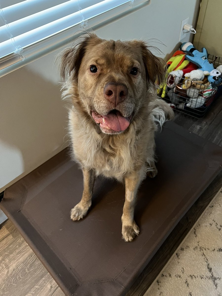 kodaandtimber's tweet photo. Every time I leave for work, Koda just cares about getting his goodbye treats. Couldn’t care less about me actually leaving. Never know if that should make me happy or sad 😂 #twitterdogcommunity #DogsofTwittter #muttlife https://t.co/ssXUokhTqd
