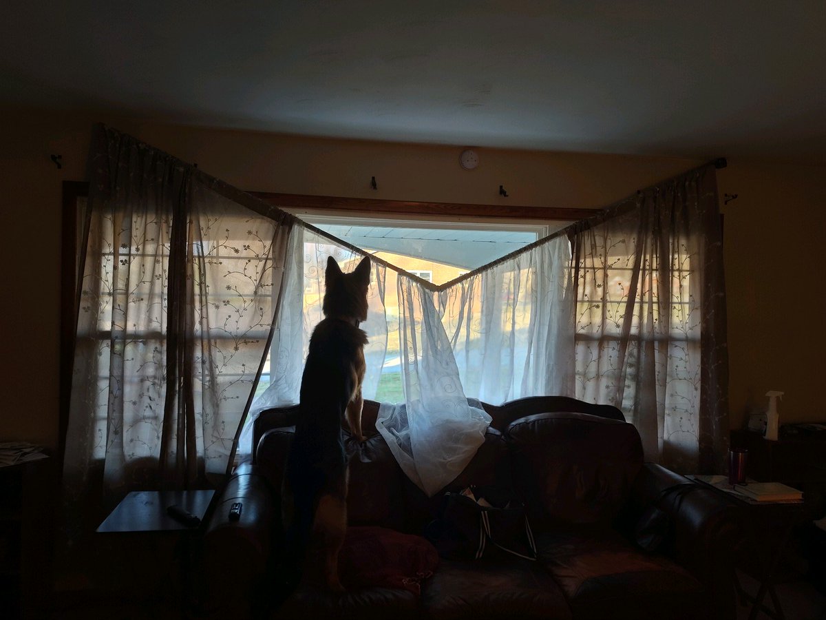 CoachDBLawson's tweet photo. Walked upstairs this evening and not sure if Kramer wrestled a bear or what happened, but I am sure the curtains did not do this on their own…
#GSD #GermanShepherdsRock
#Kramer #DamageControl 
#GuardDogLife https://t.co/UJlIT4AQe9