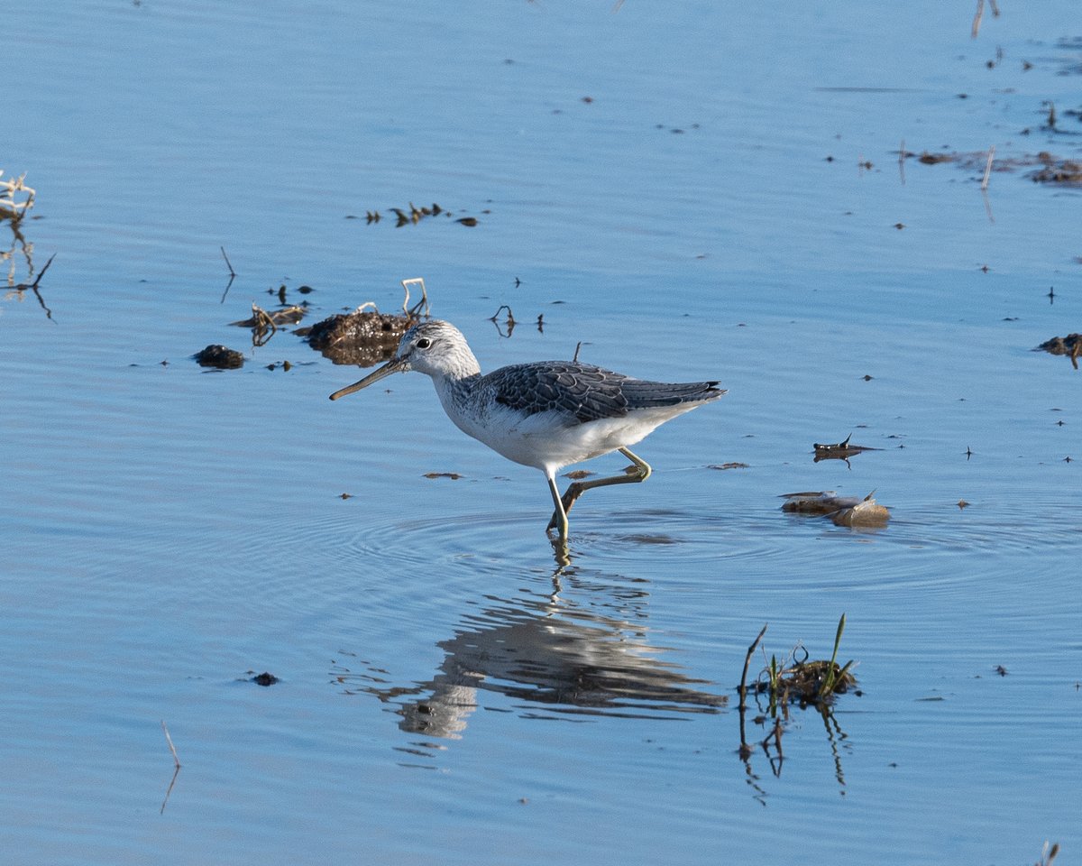 Griffolin's tweet photo. Greenshank (Tringa nebularia) at Cliffe Pools today #TwitterNatureCommunity #RSPBCliffePools https://t.co/e6t4zurZjV