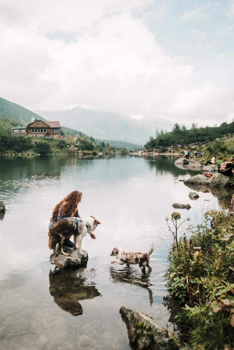 Any adventure pups here? ⛰🐕 #DogsofTwittter #adventuredog