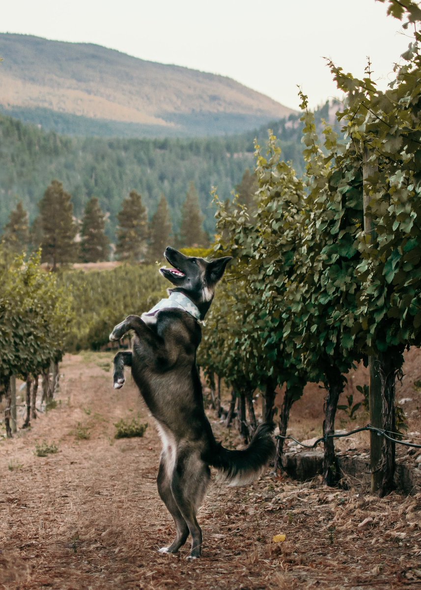 IG crop really got this one. Twitter deserves to see it too #dogsoftwitter #twitterdogcommunity