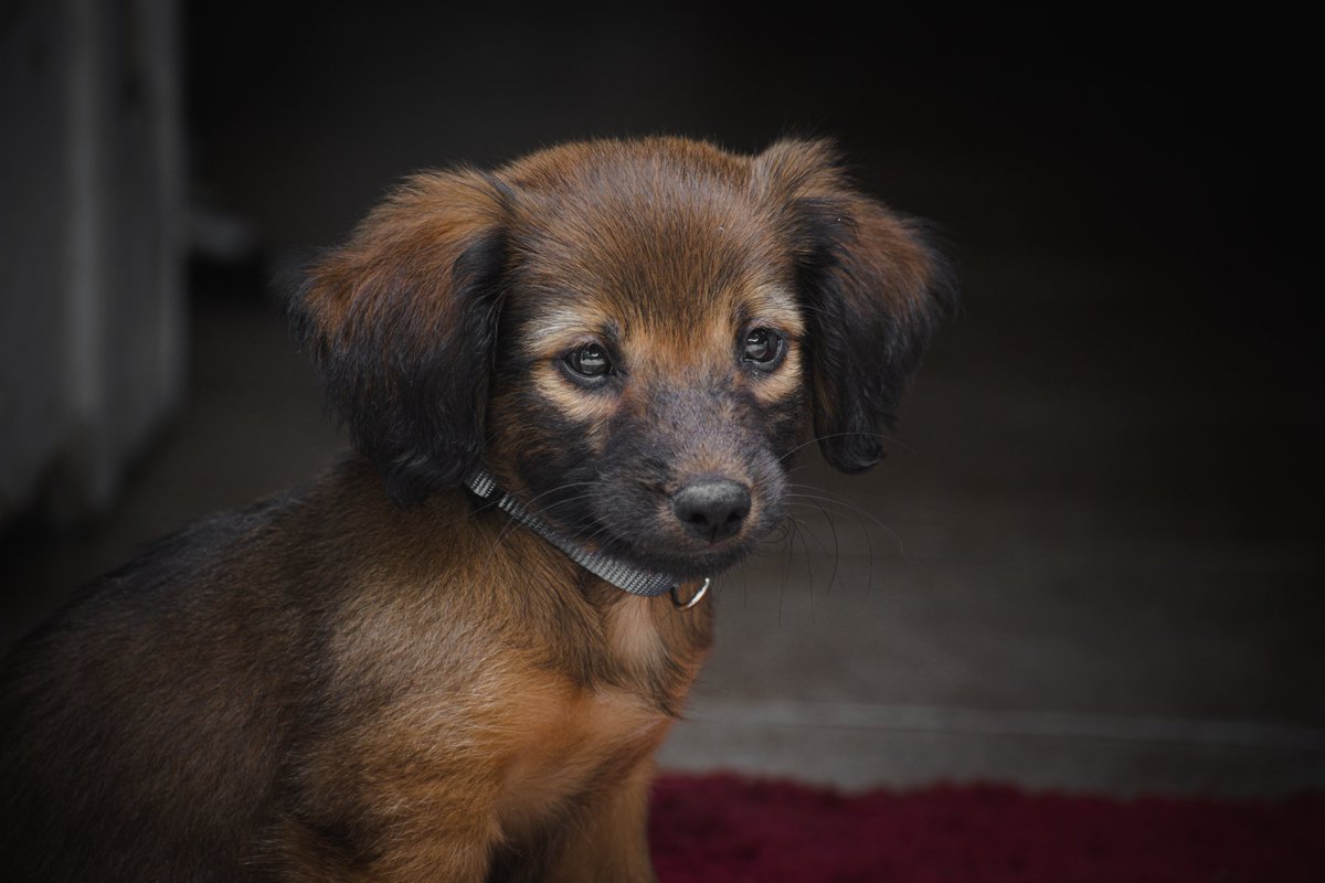 Can we do a puppy thread? 
#dogsoftwitter #twitterdogcommunity  #twitterdogs #Husky #dogphotography #nikonphotography #Nikon