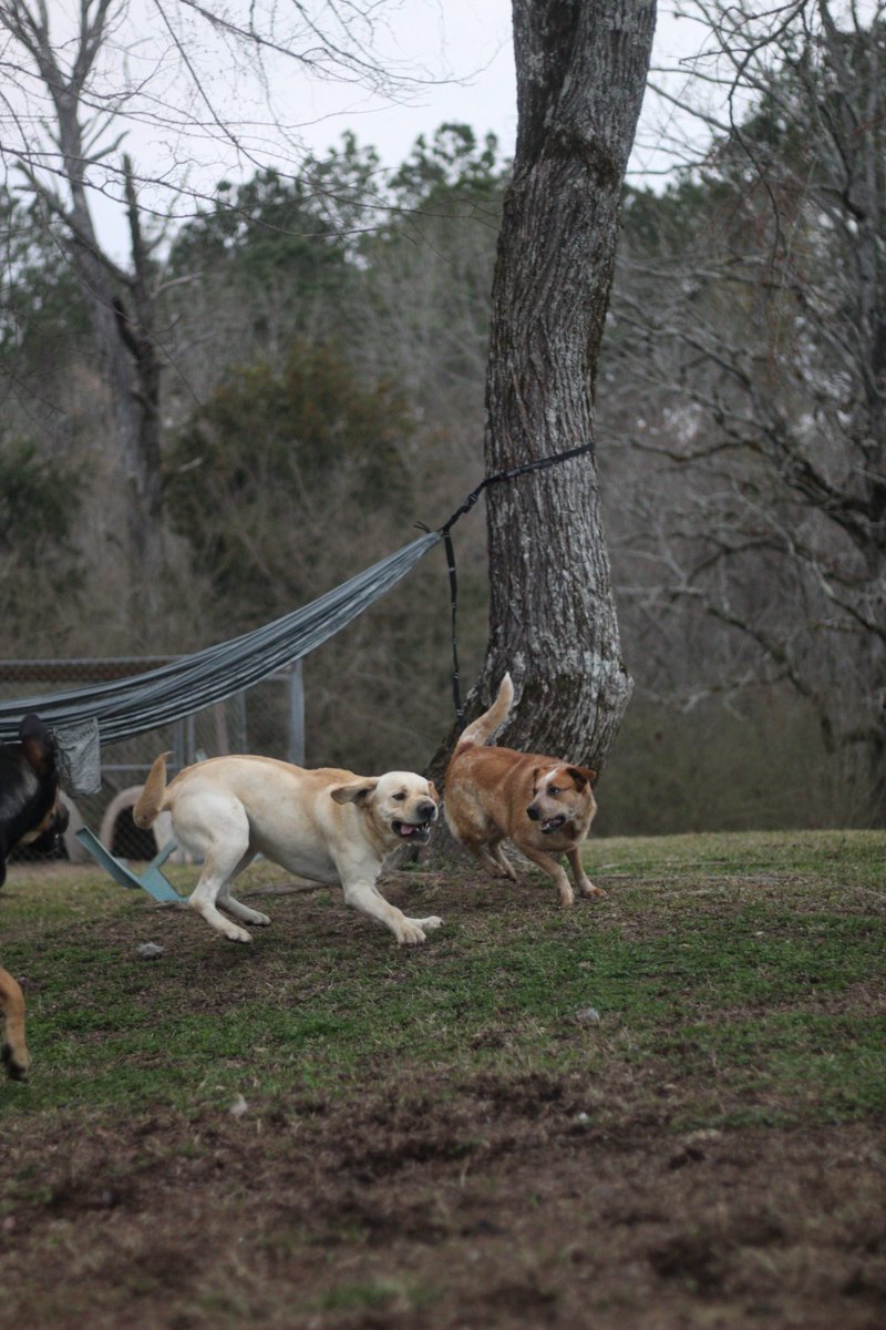 duke + emma tweet media