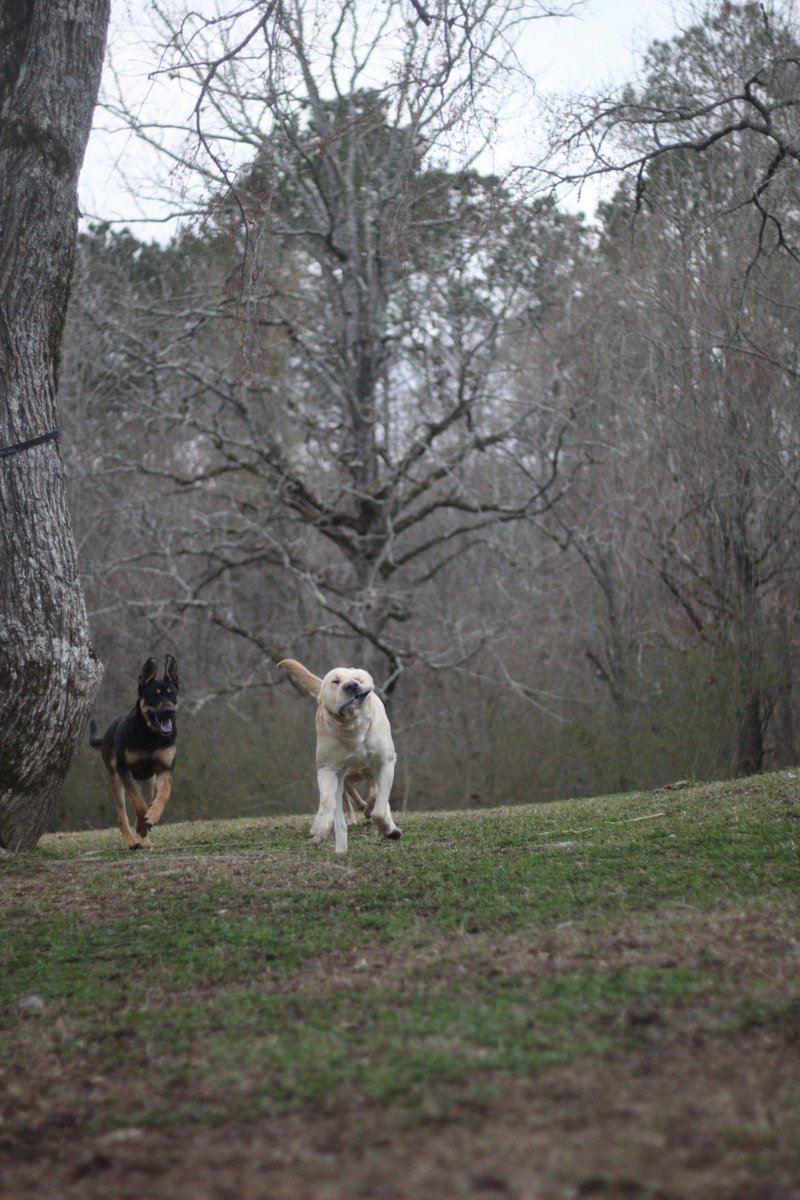 duke + emma tweet media