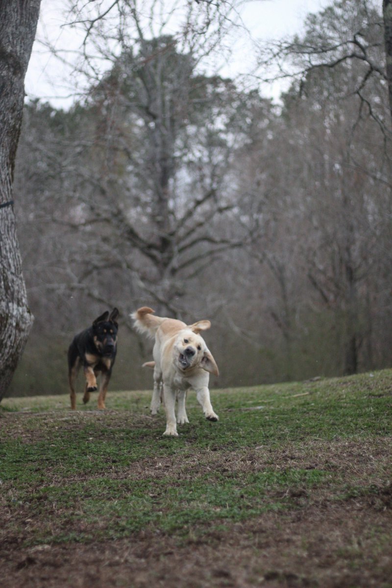 duke + emma tweet media