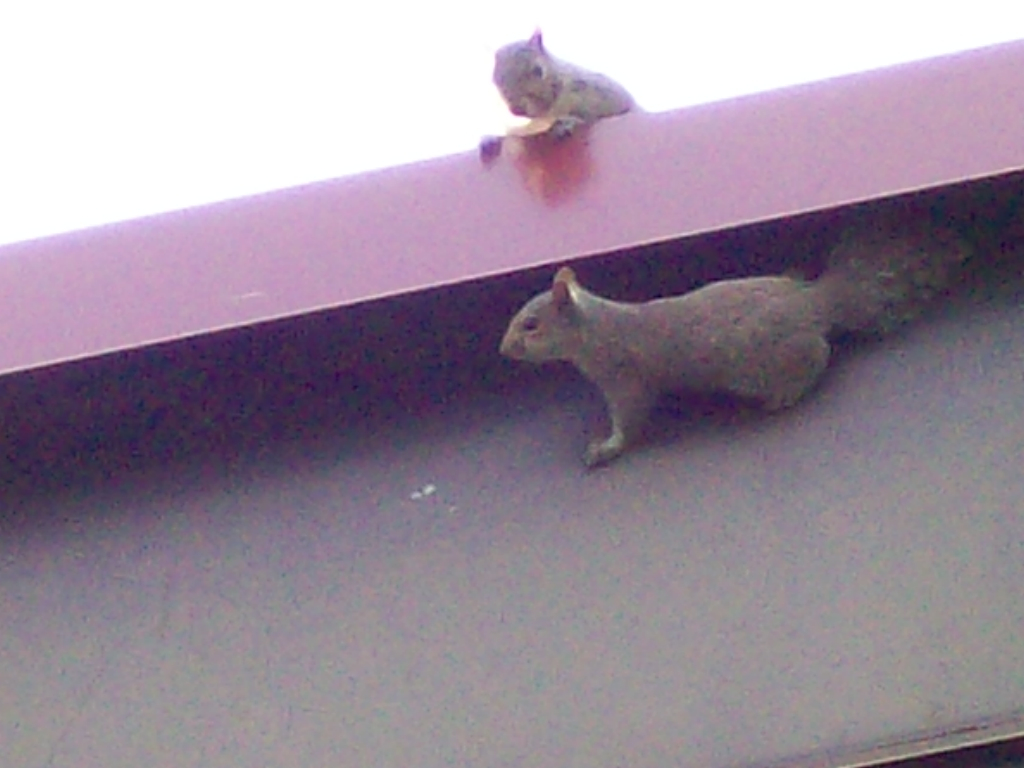 aTrapPro1's tweet photo. "Had loud noises at night and skittering coming from my #attic with an odor in the ceiling. Trappro correctly figured out it was a #squirrel problem and helped evacuate the live ones and remove the one who died. Great service!"
- Ethan L. in Clarksville, MD https://t.co/qDw82EXqxO