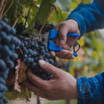 Photo by Piattelli Vineyards (@PiattelliArg)