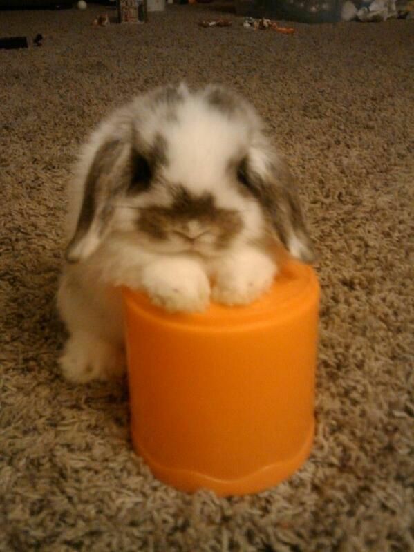 Bunnies tweet media