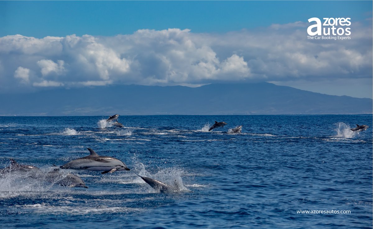 AzoresAutos's tweet photo. Enjoy the Azores.
👉Book now and start saving: https://t.co/nIJrHQEbgg
#azores #azoresautos #rentacar #carrental #locationvoitures https://t.co/IVGeZqdYZl