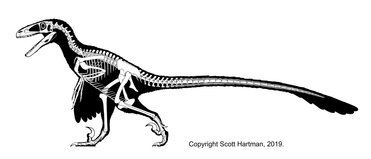 skeletaldrawing's tweet photo. Since it's apparently #DeinonychusDay as well as #FossilFriday I will post this alternative-posture Deinonychus skeletal without further comment. For now... https://t.co/61tXAskTxY