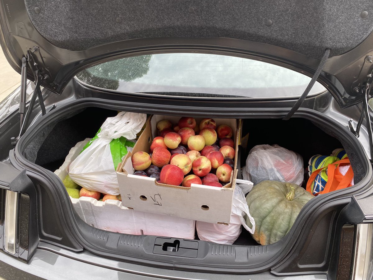 mjciavarella's tweet photo. @RateMyWogFood @1974mrp a trip to #kyabram has filled up the boot today. Pears picked yesterday https://t.co/pUqELNPAKZ