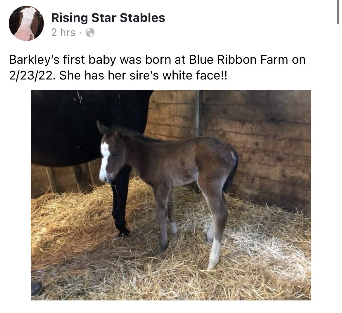 3coltshandicap's tweet photo. Good to see my old friend/now Washington stallion BARKEY had his first baby born a couple days ago.

We knew he’d have plenty of white blaze foals…so far he’s 1 for 1! @vpott https://t.co/0XpJ5ER8lx
