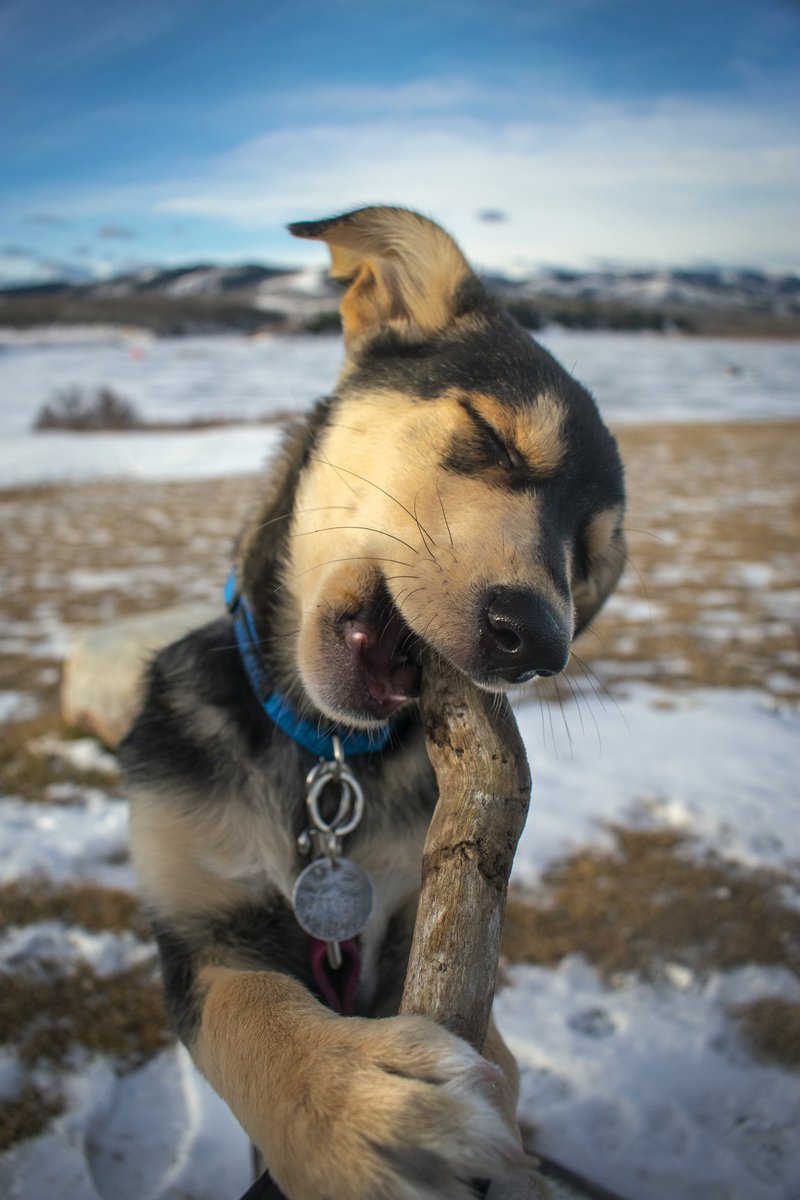 Pennnyexplores's tweet image. We're Penny and Parker! Two rescue pups in Calgary!

Enjoy your weekend as much as he is enjoying this stick 
#dogsoftwitter