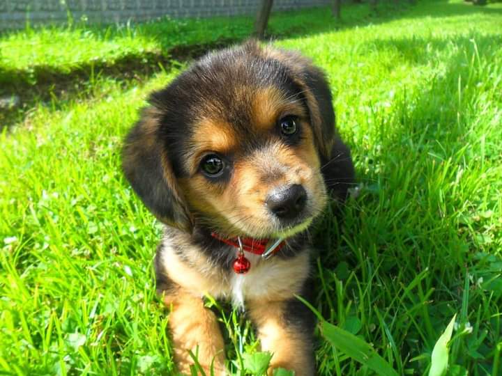 Appalachian Paws tweet media