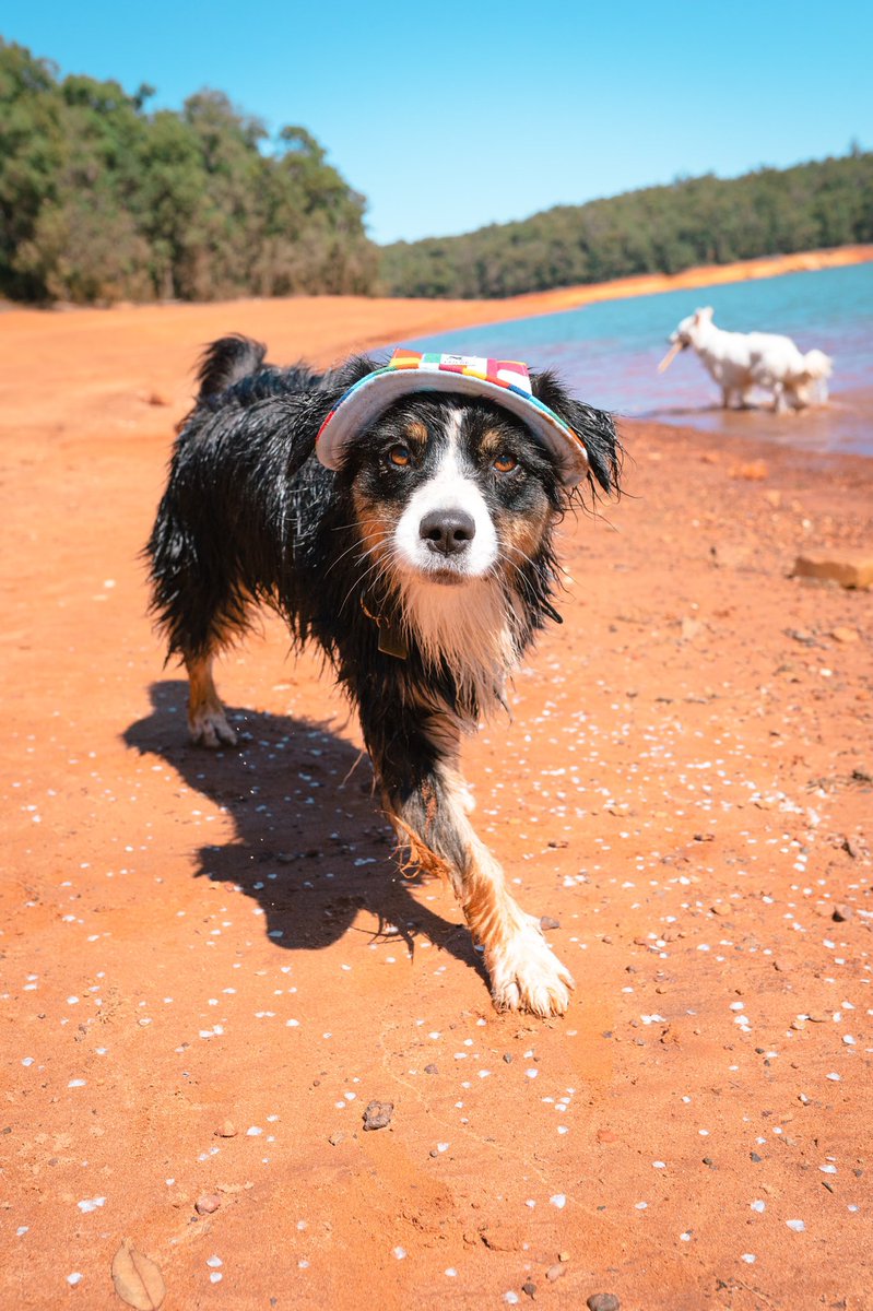 Hi I’m Kirra, I’m a foodaholic, shoe chewer, daddy’s girl &amp; master puppy dog eye manipulator. #dogsoftwitter #dogsofinstagram #twitterdogcommunity
