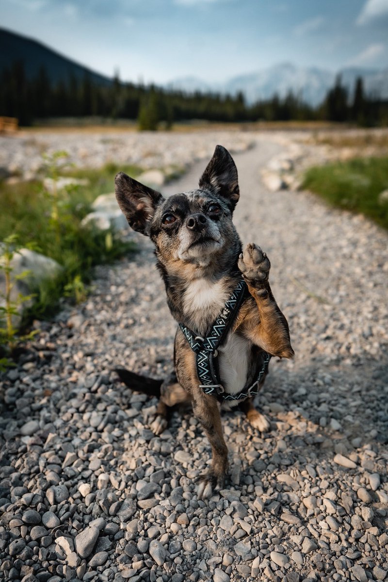 Introducing Luna! Quite possibly the worlds friendliest (and most adorable if I do say so myself) Chihuahua there is! She doesn’t let anything stop her from joining us on all of our adventures and is just an all around doll 🥺❤️ #Chihuahua #dogsoftwitter #dogsofinstagram