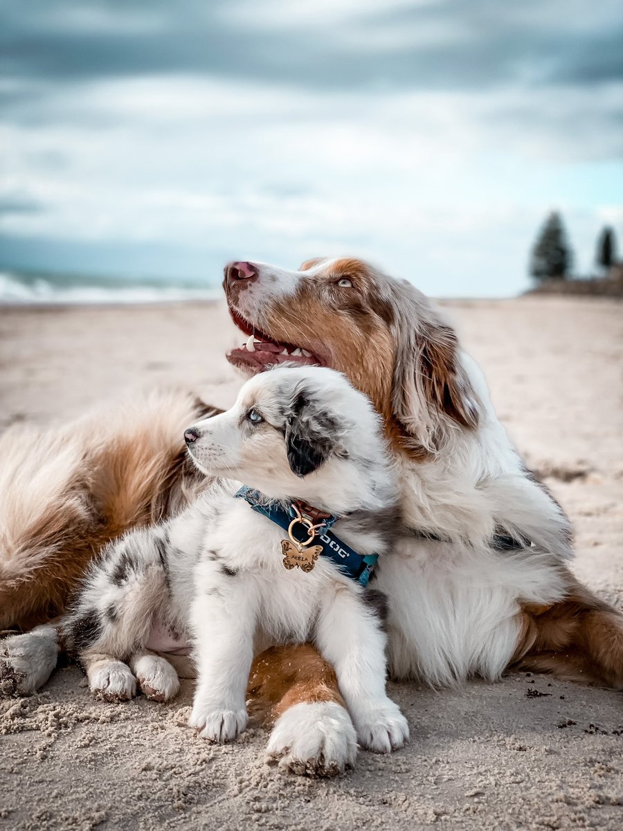 These two are jumping on the #dogtwittercommunity movement