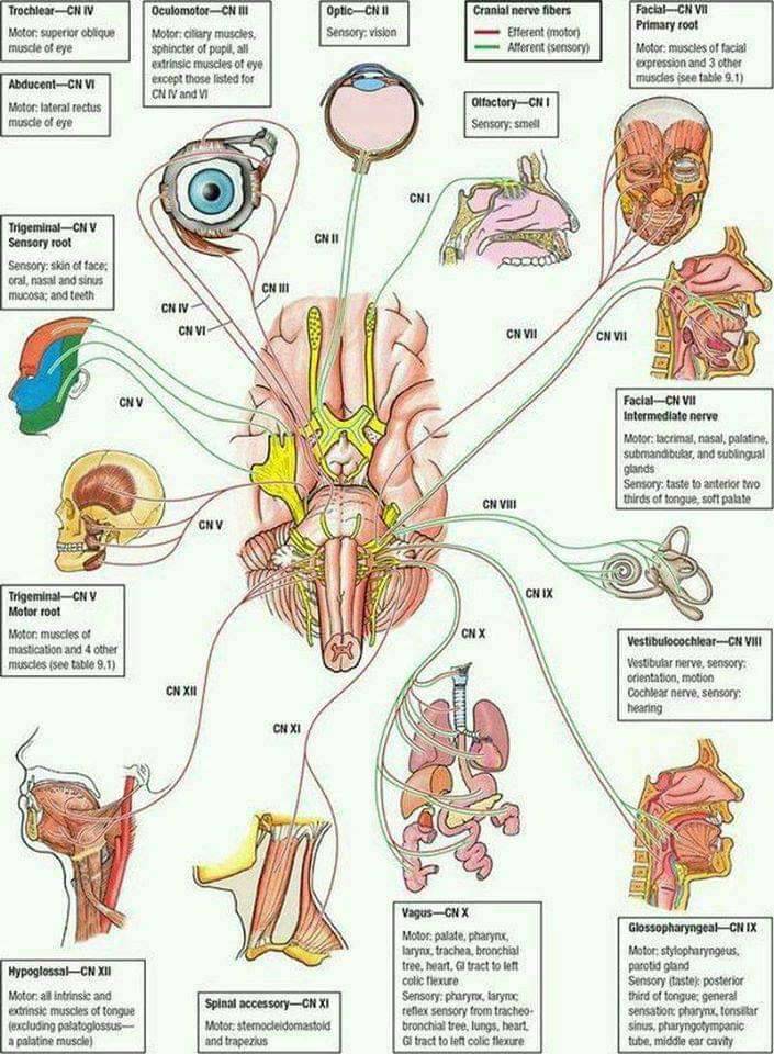 What Are The 12 Cranial Nerves And Functions