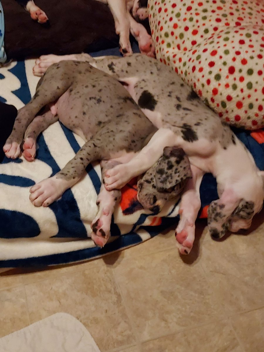 Don’t worry, I’ve got your back.
@servicedogproject @dogblessyou #exploreorg #servicedogproject #dogblessyou 
#servicedog #servicedogs #greatdaneservicedog #greatdane #greatdanesh
#balance #balanceandmobility #balancedog #greatdanesofinstagram #gteatdanesofig#greatdanelove