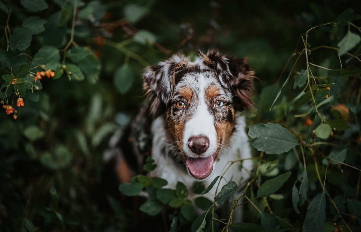 Opie Remy & Melo tweet media