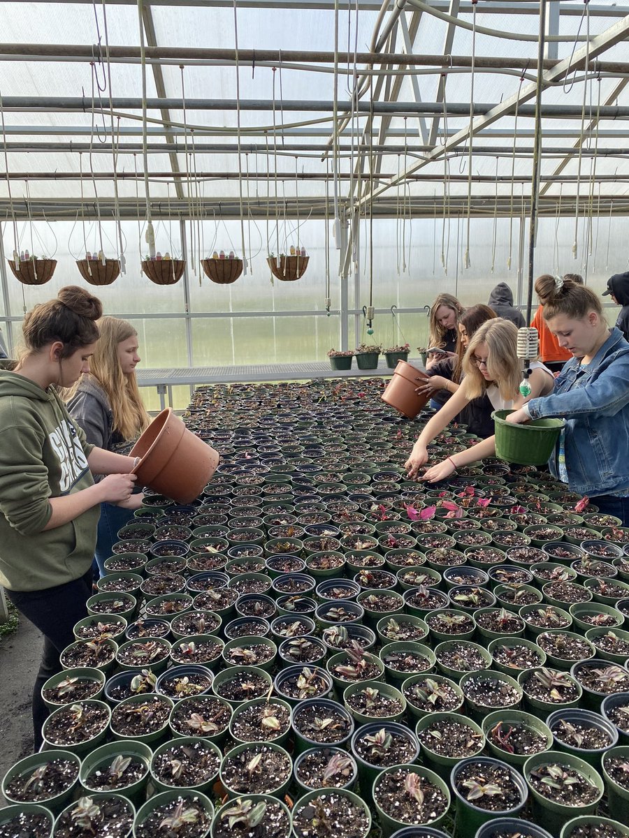 Laurens55Ag's tweet photo. The Intro to Horticulture and Ag Science classes worked really hard this week in the greenhouse. They were able to get over 1,000 plants, sprigs, and cuttings planted and ready to grow. #EmbraceTheGrind #FlowerUp https://t.co/naQQhl8nHY