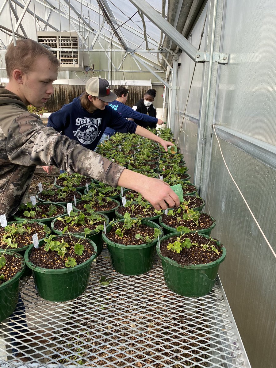 Laurens55Ag's tweet photo. The Intro to Horticulture and Ag Science classes worked really hard this week in the greenhouse. They were able to get over 1,000 plants, sprigs, and cuttings planted and ready to grow. #EmbraceTheGrind #FlowerUp https://t.co/naQQhl8nHY