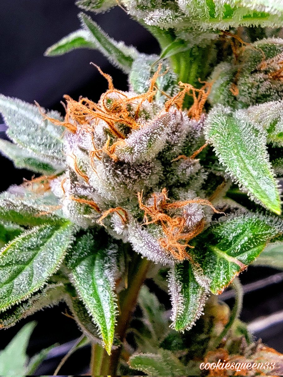 cookiesqueen33's tweet image. Here's one for the road. Have you ever heard "Open Road Song"? It's a good song. Anyway... #Mmemberville #CannabisCommunity #StonerFam