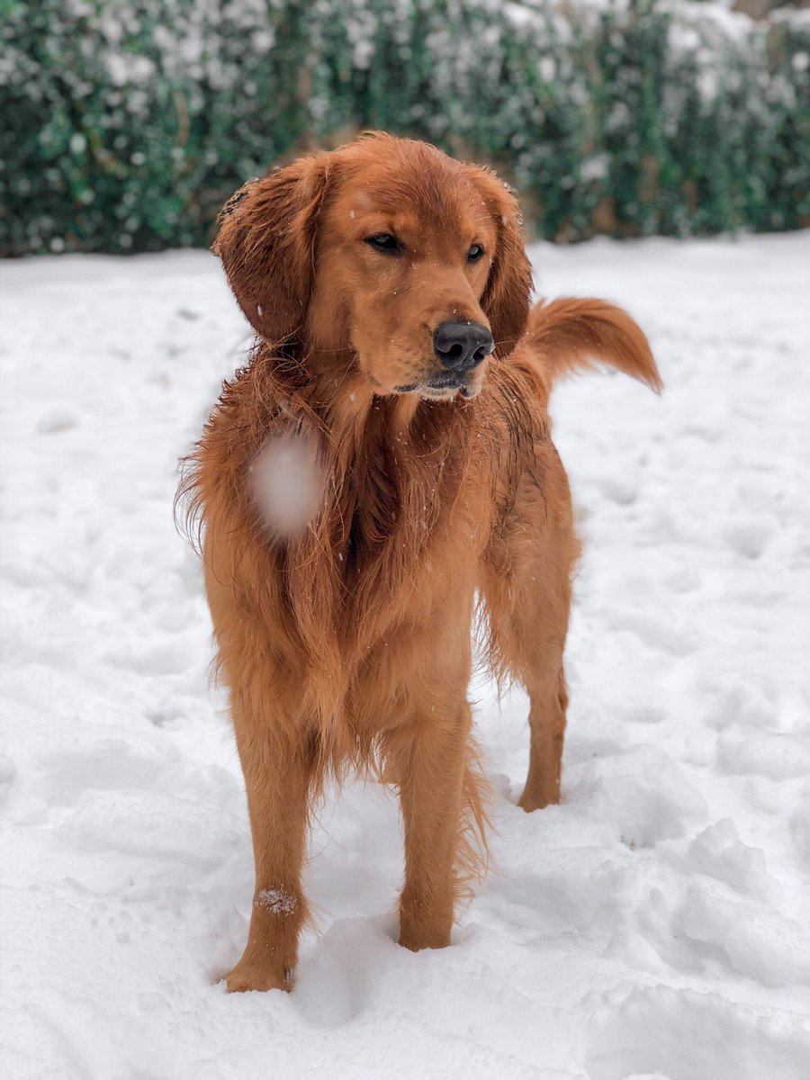 To celebrate joining #DogsofTwitter … here’s a favorite I’ve been saving for “the right time” on insta 😅😂