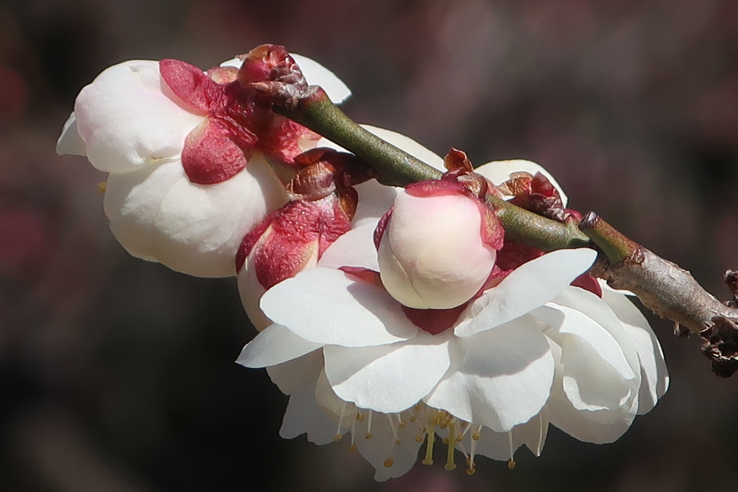 Twitter 上的 神代植物公園 ニュース スタッフより 園芸係 ごく薄い紅色の蕾がほころぶと 白いたおやかな花びら が現れます ウメ 八重海棠 は 半開で下向きの花をつけることから カイドウ ハナカイドウ になぞらえた名がついたようです 加えて 肩
