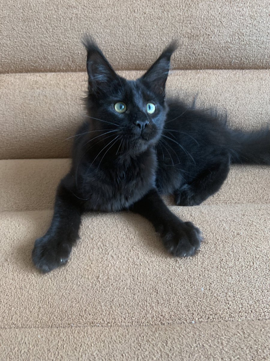 irsanlain's tweet photo. Пегас 🐈‍⬛. Свободен. Возможна продажа в разведение. Важно:  В любимцы все котята переезжают в новый дом 🏡 после стерилизации (это не обсуждается), а так же после вакцинации 💉 . По вопросам приобретения пушистой радости 😻 пишите в личку 💌! Доставка за счёт покупателя.  🚌 https://t.co/G7rkoOn6rx