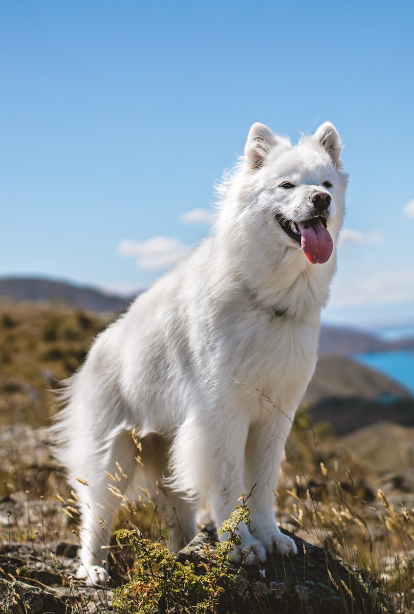 Elsa the floof tweet media