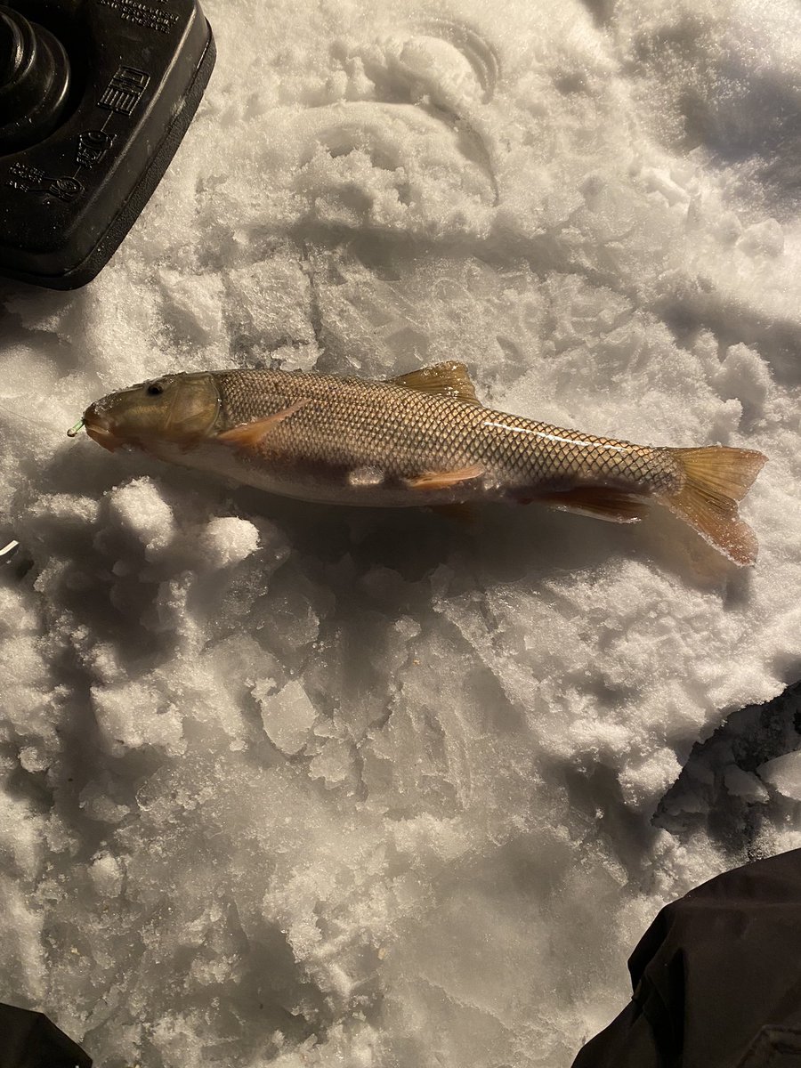 MtnWestIceFish's tweet photo. Little Central Utah Action. 

#underarmour #yeti #sportsmanswarehouse #mtndew #icefishing #ionaugers 
#uglystik #jawjacker #procurebaitscents #maniaclures #marcum #bft #clam #mtnops #customjigsandspins #ratfinkee #coldnationoutdoors #icefishingnation 
#801 https://t.co/eTUESLT03L