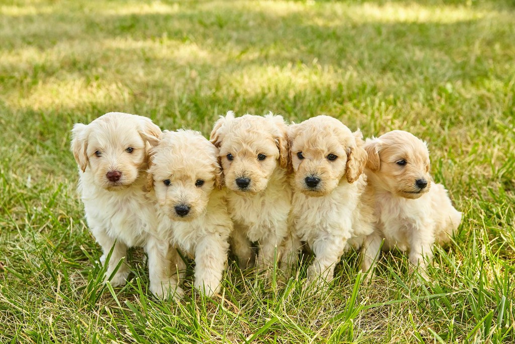 CitizenShipper's tweet photo. 5 Best Pet Apps For Breeders To Check Out: https://t.co/6x142fbEuJ

#BestPetApps #PetApps #topratedapps #petcare #pethealth #doglovers https://t.co/jCTWo6hAXx